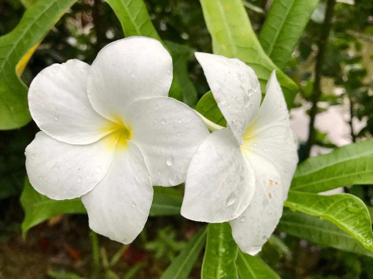 Suchanaree@Laemngop Trat Ngoại thất bức ảnh